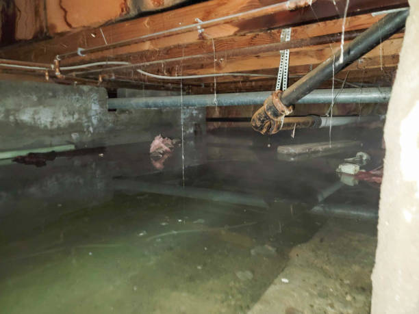 Best Flood Cleanup and Water Removal in USA